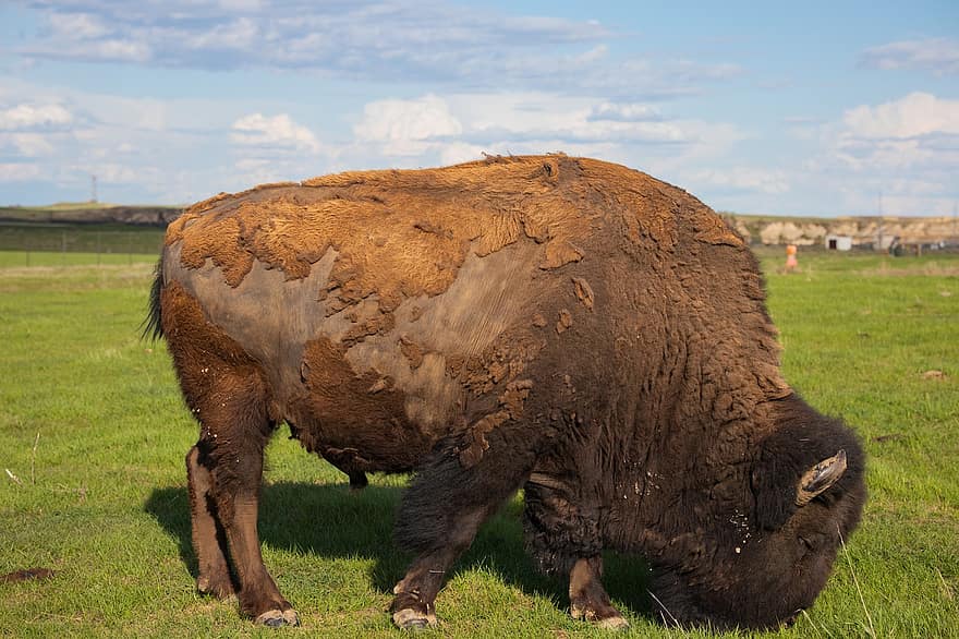 Dakota del Nord, búfala, bisons, Parc Nacional, naturalesa, animal, en perill d’extinció, herba, escena rural, granja, prat