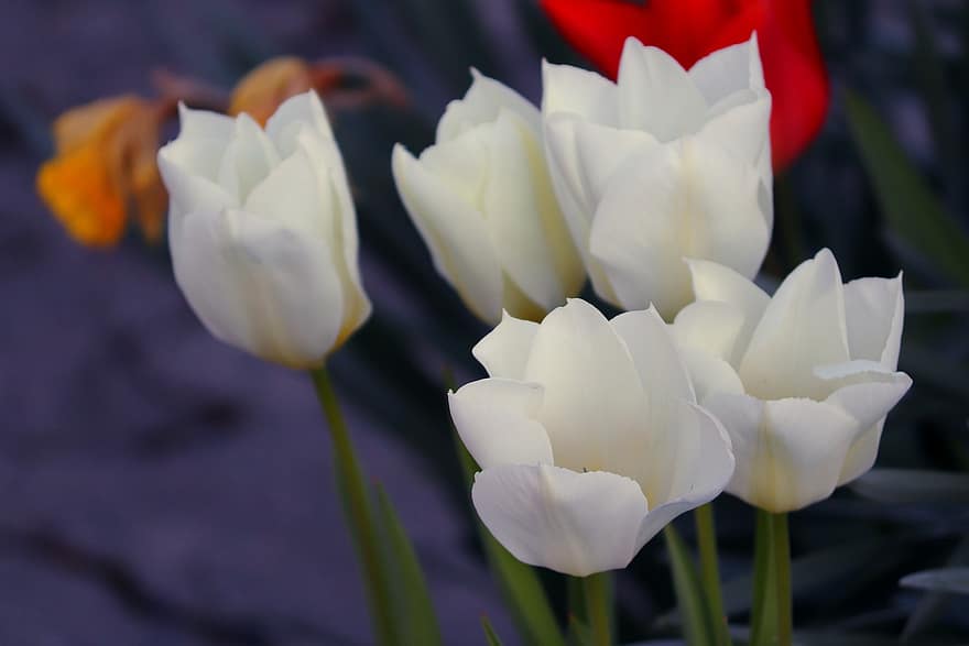 tulipany, kwiaty, płatki, kwiatowy, flora, botanika, wiosna, roślina, kwitnąć, kwiat, ogród