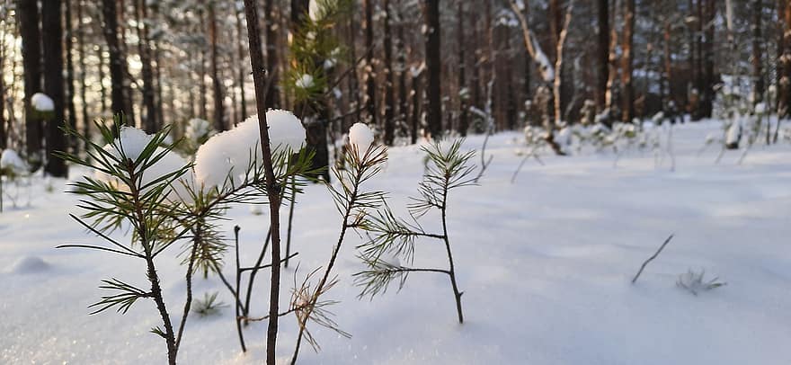 winter, sneeuw, jonge boompjes, naalden, rijp, vorst, besneeuwd, winters, ijzig, koude, sneeuw bos