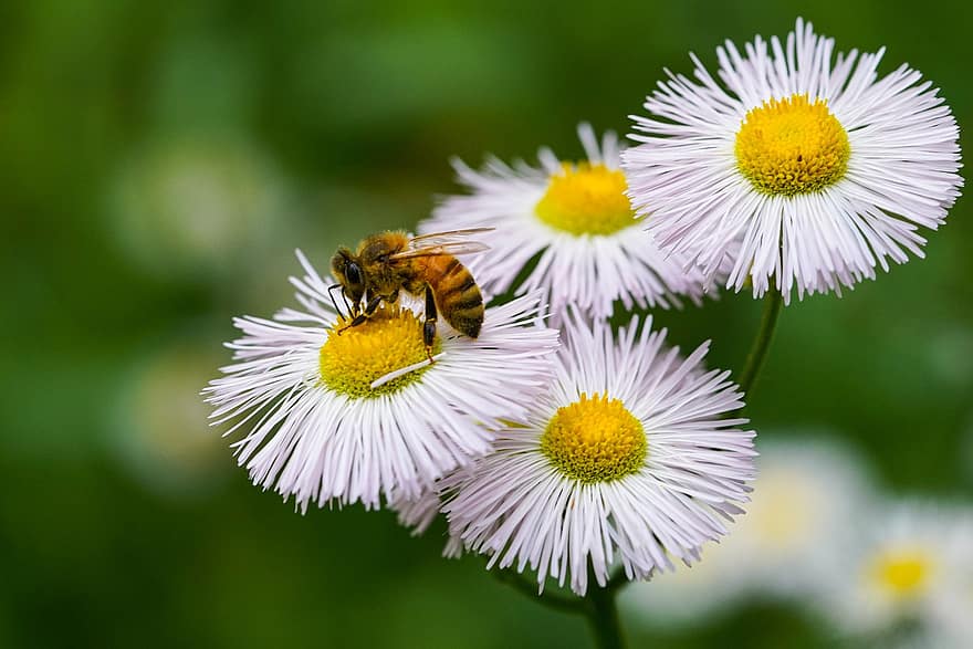 пчела, цветы, опыление, насекомое, полевые цветы, Республика Корея, растения, макрос, цветок, крупный план, летом