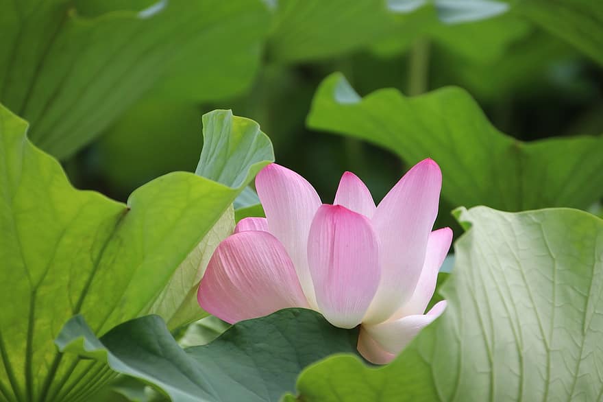 Lotus, Blume, Lotus Blume, pinke Blume, Blütenblätter, rosa Blütenblätter, blühen, Wasserpflanze, Flora, Natur
