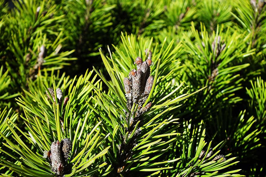 Pine Needles, Branches, Tree, Mountain Pine, Conifer, Twigs, Plant, Garden, Nature
