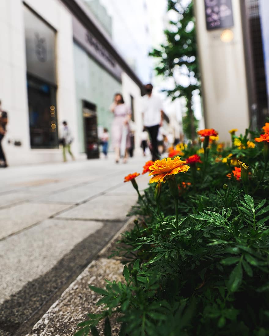 Straße, Blume, Buchse, Pflanzen, Bürgersteig, Natur, Japan