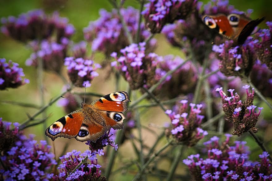 páva pillangó, lepkék, virágok, vasfű, rovarok, szárnyak, lila virágok, növény, természet, többszínű, rovar