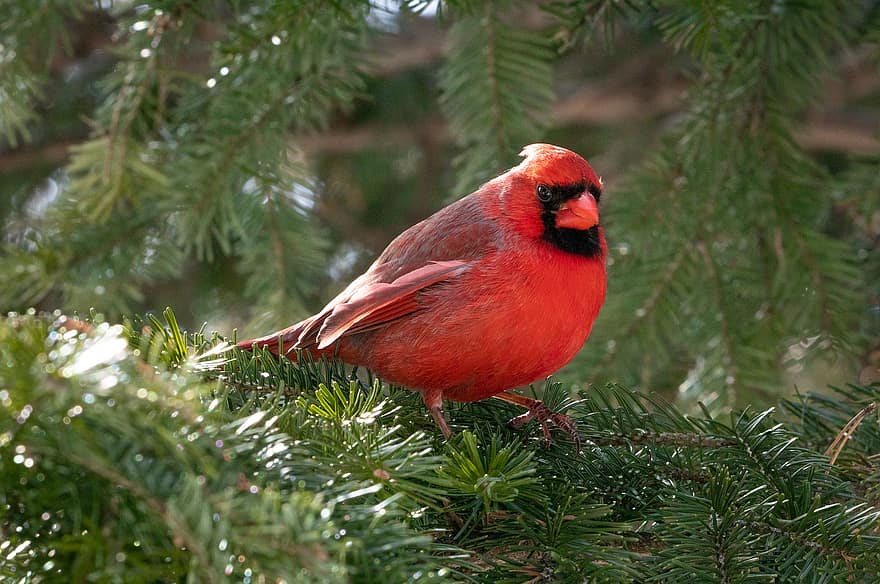 fugl, nordlige kardinal, ornitologi, arter, fauna, aviær, dyr, dyreliv, kardinal, rød kardinal, gran