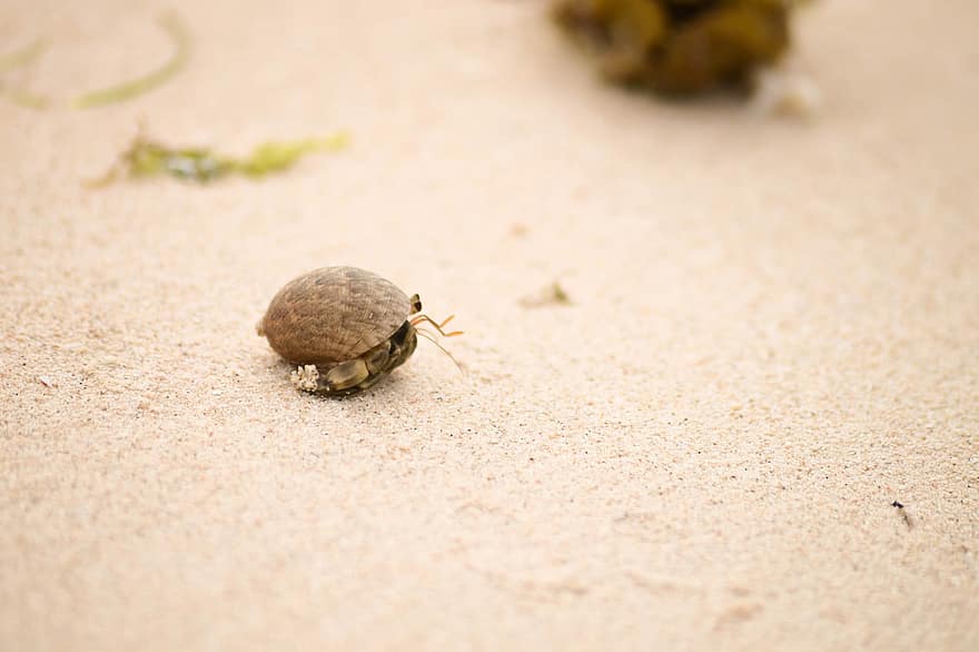 eremīts krabis, vēžveidīgie, jūras krastā, smiltis