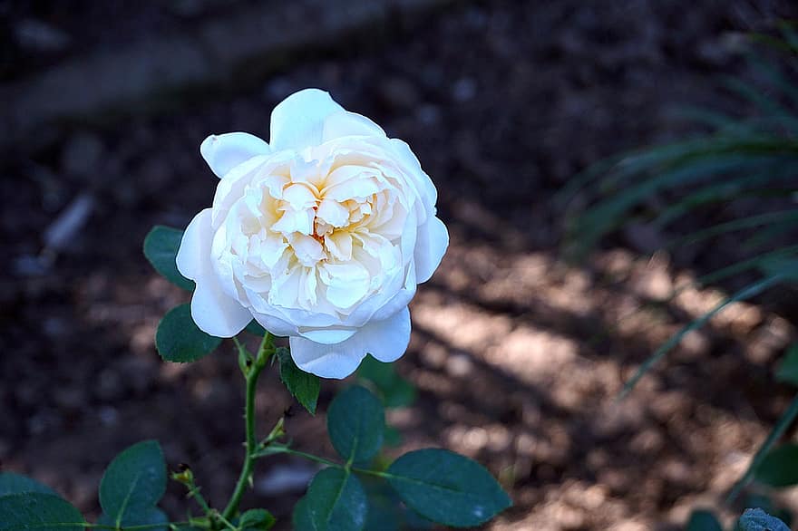 градинска роза, цвете, растение, бяло цвете, разцвет, цвят, декоративно растение, флора, природа, градина, разсадник