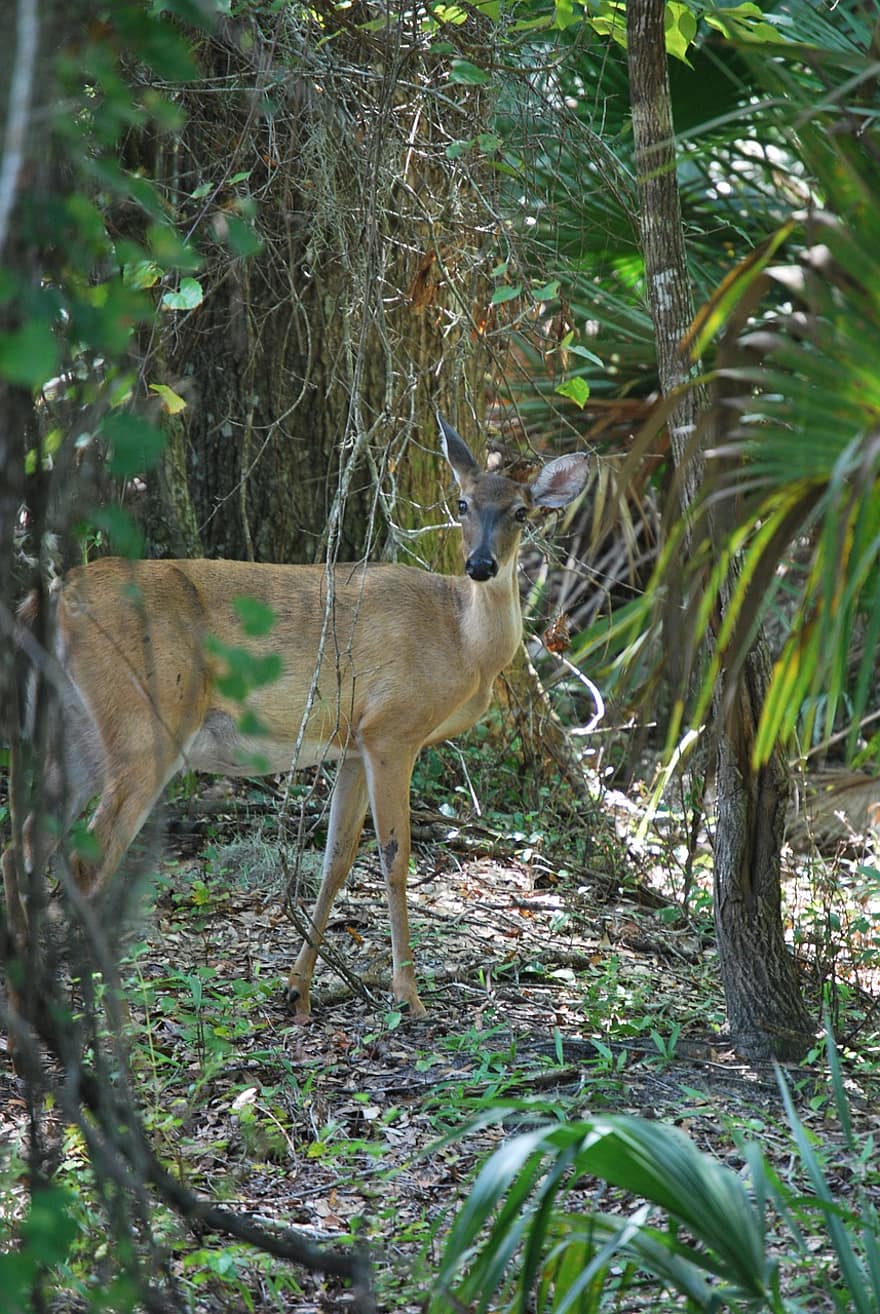 Deer, Wildlife, Forest, Animal, Trees, Mammal, Florida, Park, animals in the wild, tree, grass