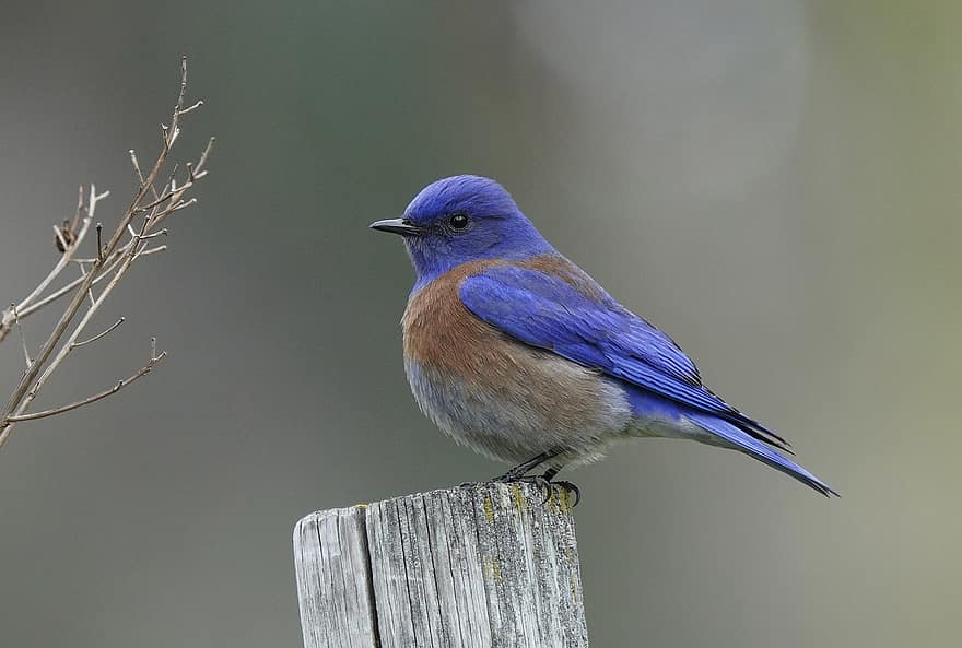 Western Bluebird, Bird, Wood, Perched, Bluebird, Animal, Wildlife, Beak, Feathers, Plumage, Fluffy