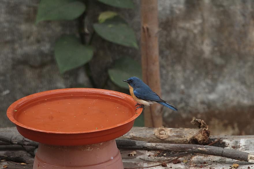 tickell's blue flycatcher, fugl, fuglebad, badning, dyreliv, natur, have, næb, tæt på, afdeling, dyr i naturen