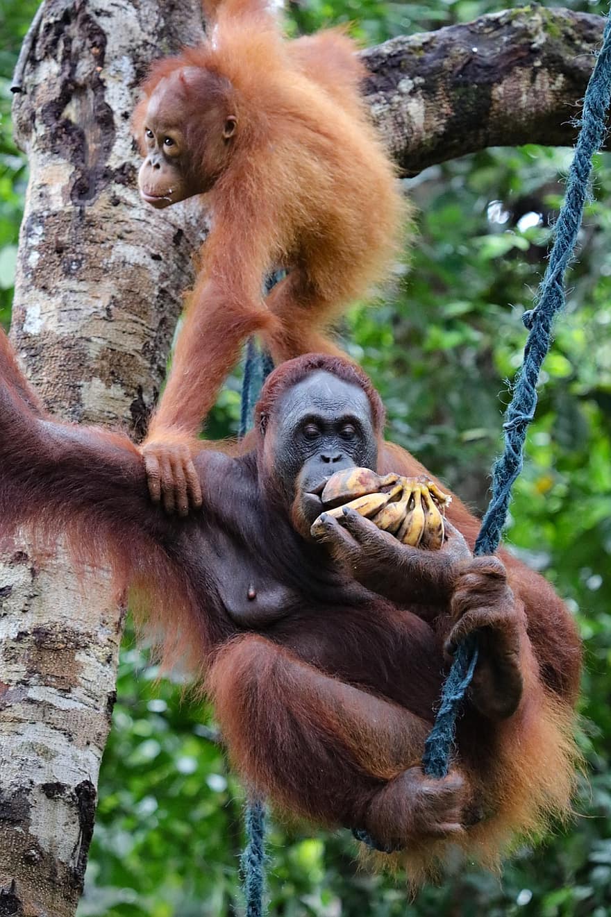 dier, orangoetan, zoogdier, primaat, soorten, fauna, aap, tropisch regenwoud, bedreigde soort, dieren in het wild, Bos