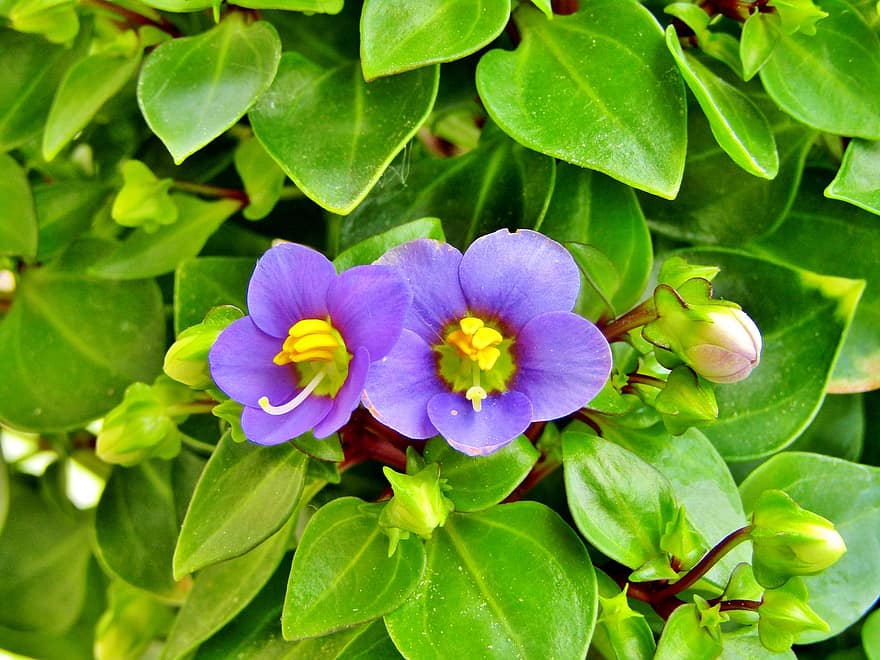Exacum, Violette indienne, Feuille amère, Violette d'été, fleurs, Blumenstock, violet, feuilles, vert, fermer, pot de fleur