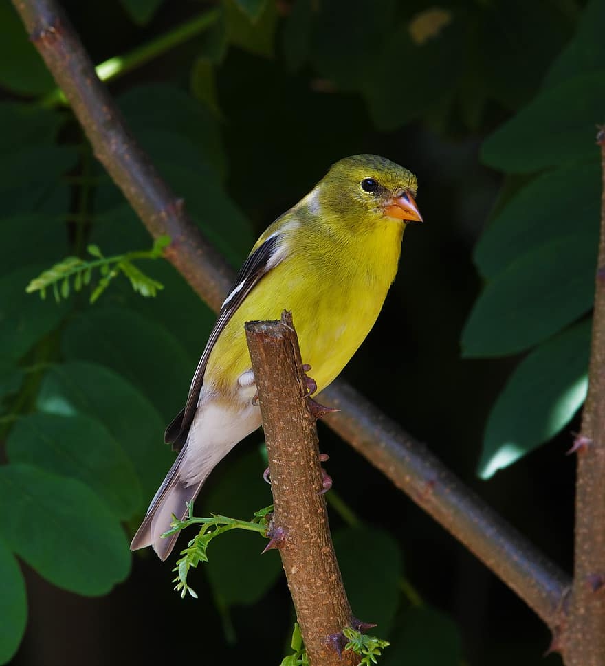 птах, золотушка, співочий птах, дикої природи, барвисті, жовтий, примостився
