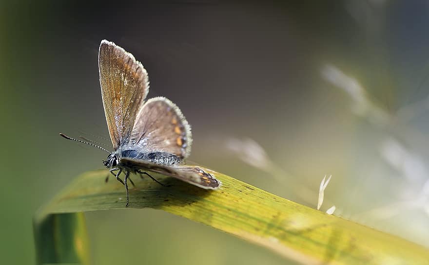 Butterfly, Insect, Grass, Sooty Copper, Animal, Meadow, Nature, Closeup