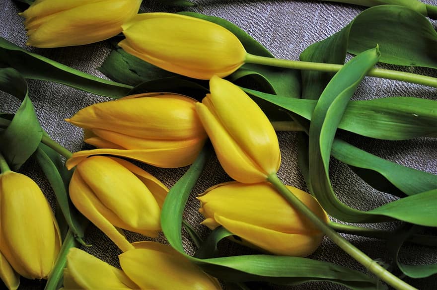 Tulips, Flowers, Mother's Day, Yellow Tulips, Bouquet, Plant, Yellow Flowers, Flower, Cut Flowers, Decorative, Closeup