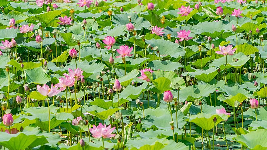 lotus, flori, plante, roz flori, Muguri de nuferi, a inflori, plante acvatice, lotus frunze, lac