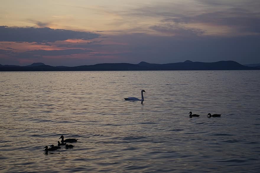 svane, ender, innsjø, solnedgang, brygge, vann, sommer, Ungarn, Sony A7, varmt