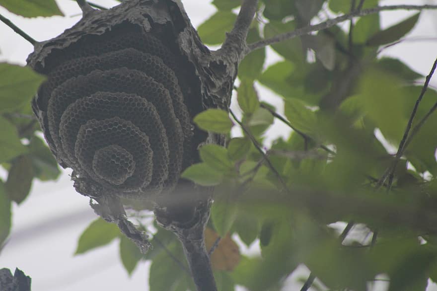 Beehive, Bee Nest, Tree, Leaves, Branch, Insect Nest, Nature