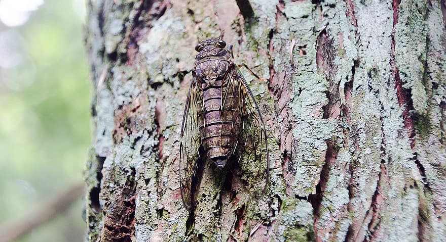 cicada, insekt, stamme, tre, bark, anlegg, natur
