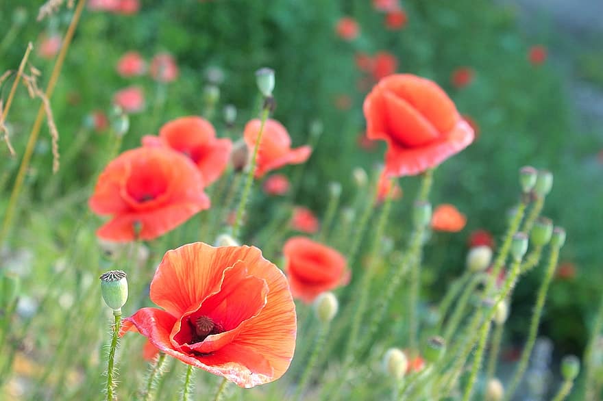 Nature, Plants, Poppies, Red, The Beasts Of The Field, Blurred Background