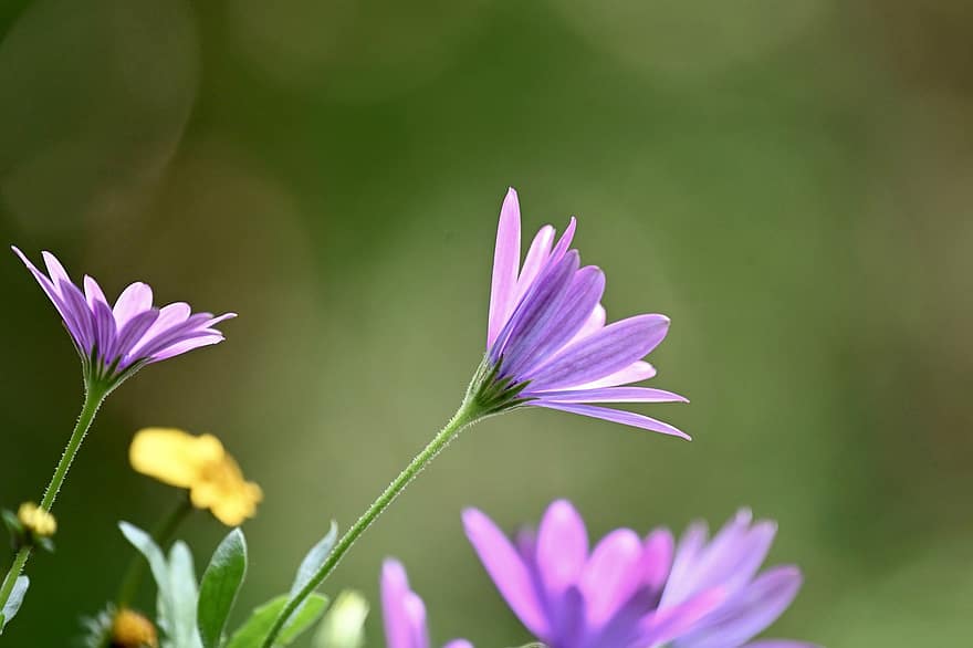 bunga margrit, violet, mekar, berkembang, bunga, ungu, taman, Salam Kelopak Bunga, Latar Belakang