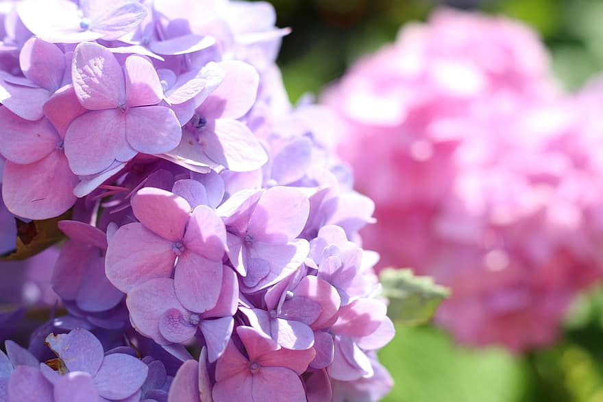 bunga-bunga, Hydrangea Prancis, bunga-bunga merah muda, alam, wallpaper, merapatkan