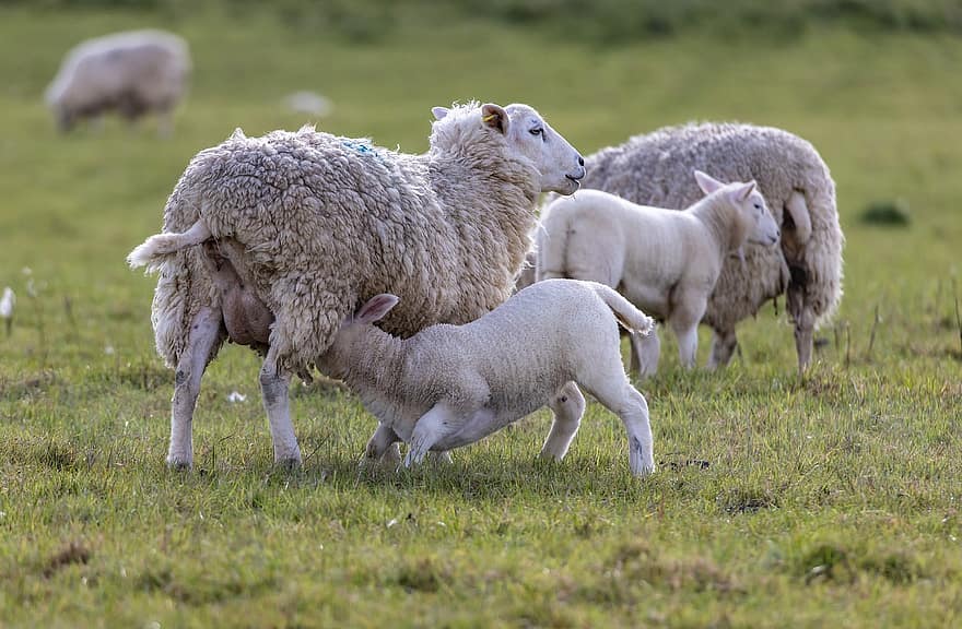 avių, ėriena, ūkis, ganyklose, gyvulius, lauke, pobūdį, mielas, kaimo, žolė, bandos