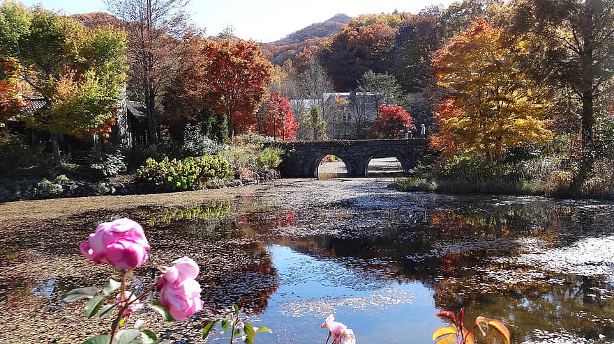 ponte, natureza, viagem, turismo, Japão