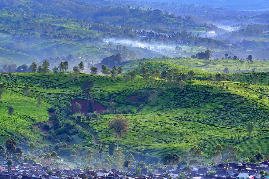 plantação de chá, aldeia, névoa, natureza, panorama, vista matutina, nebuloso, de manhã cedo, Fazenda, cena rural, agricultura