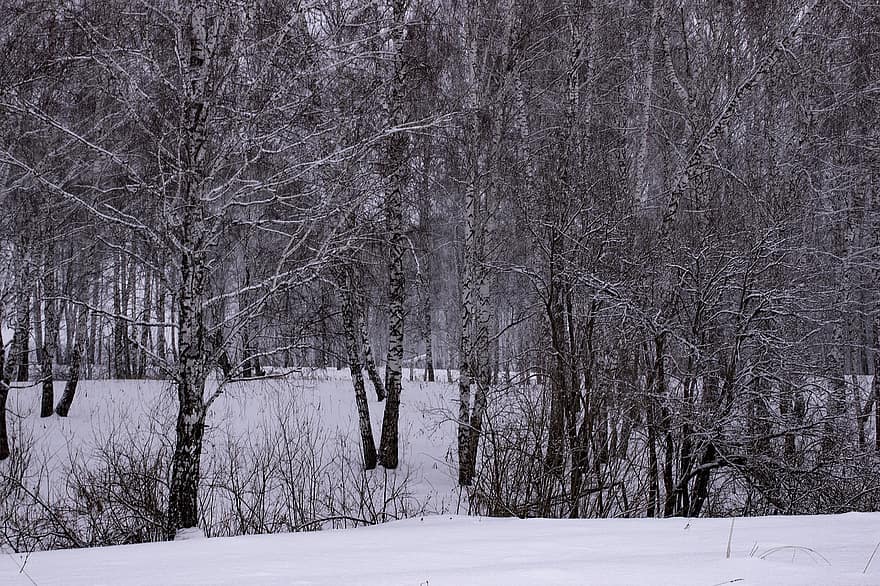 hivern, bosc, arbres, neu, siberia, paisatge, arbre, temporada, branca, dia, gel