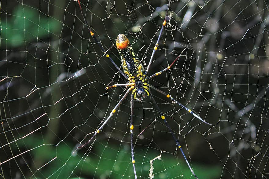 edderkopp, web, spindelvev, insekt, natur, halloween, skummel, arachnid, skummelt, skrekk, orb web spider