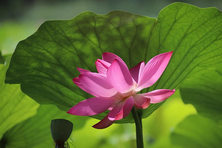 Lotus, Flower, Plant, Petals, Pink Flower, Water Lily, Leaf, Aquatic Plant, Flora, Bloom, Blossom