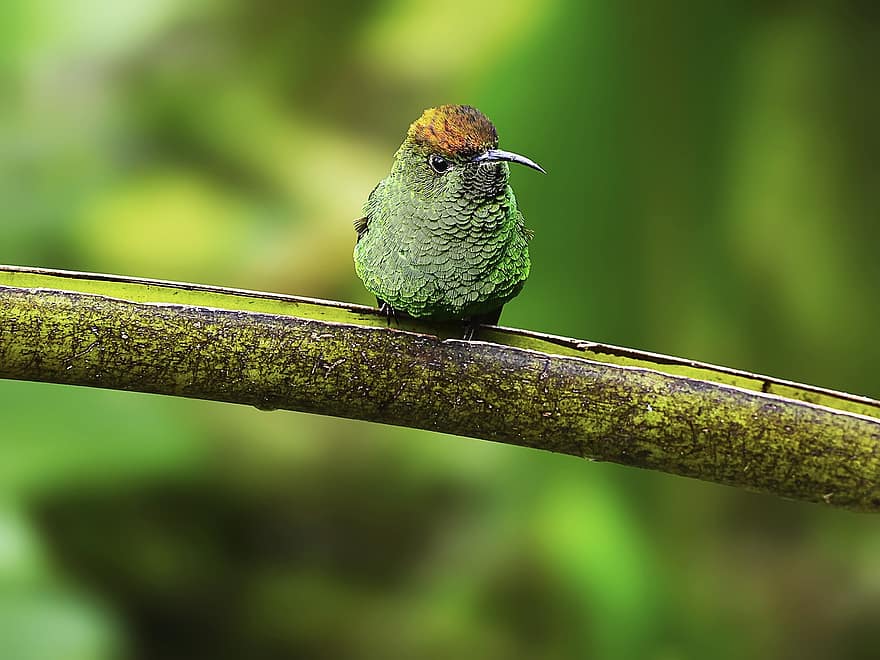 kolibřík, pták, zvíře, Coppery Headed Emerald, volně žijících živočichů, fauna, divočina, Příroda, džungle