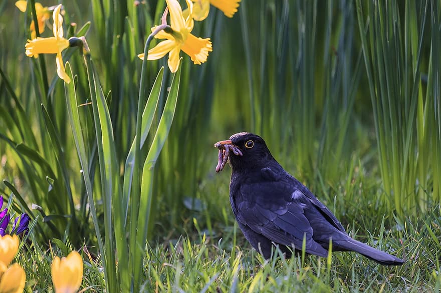 blackbird, putns, dzīvnieku, tārps, ēšana, savvaļas dzīvnieki, spalvas, knābis, pļava, putnu vērošana, pavasarī