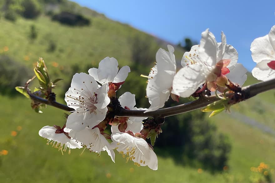 sakura, las flores, Flores de cerezo, pétalos blancos, pétalos, floración, flor, flora, Flores de primavera, naturaleza, primavera
