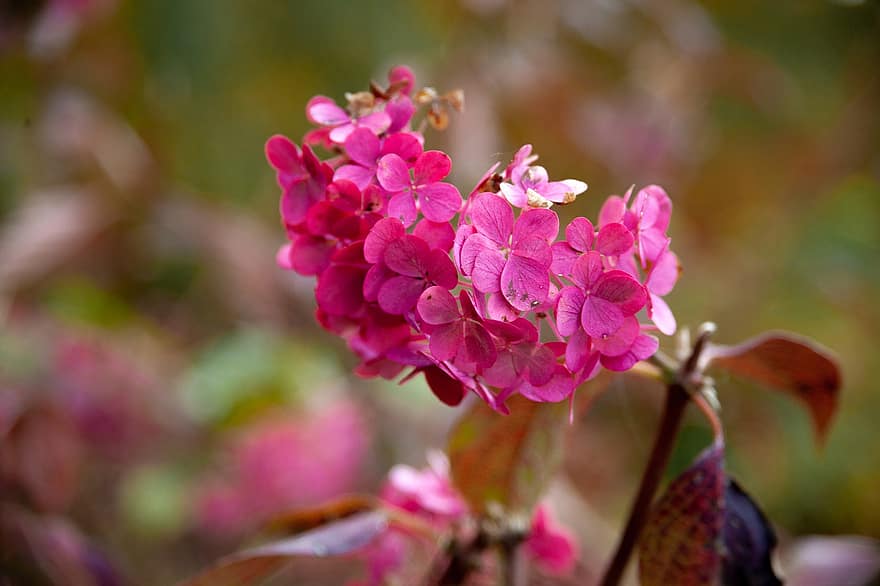 Hydrangea, Flowers, Pink Flowers, Petals, Pink Petals, Bloom, Blossom, Flora, Plant, close-up, flower