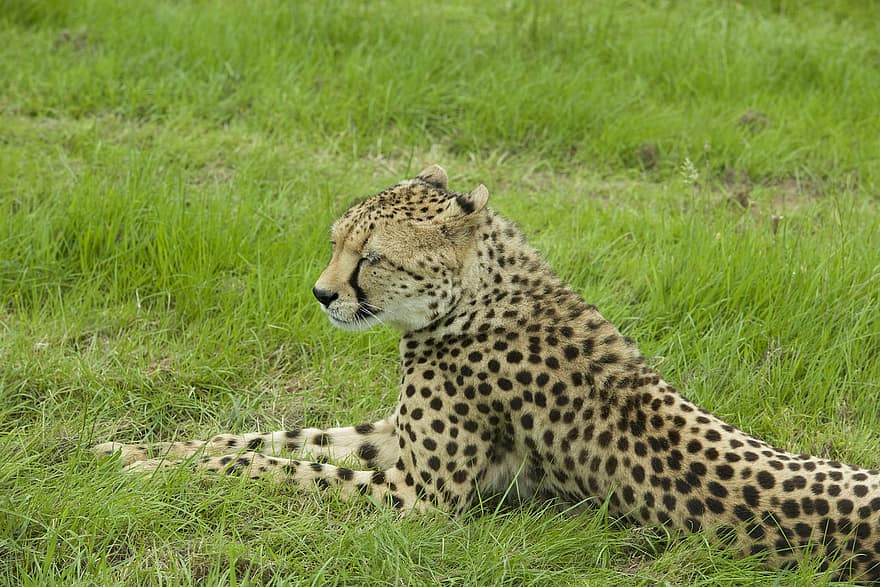 leopardo cazador, animal, mamífero, depredador, fauna silvestre, safari, zoo, fotografía de vida silvestre, desierto, de cerca, África