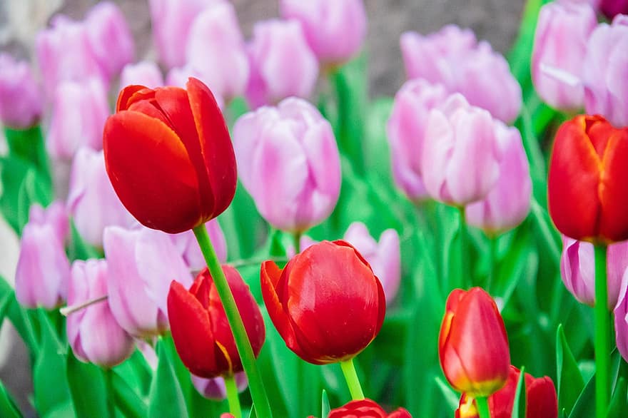 flors, tulipa, florir, flor, primavera, estacional, naturalesa, creixement, macro, pètals, planta