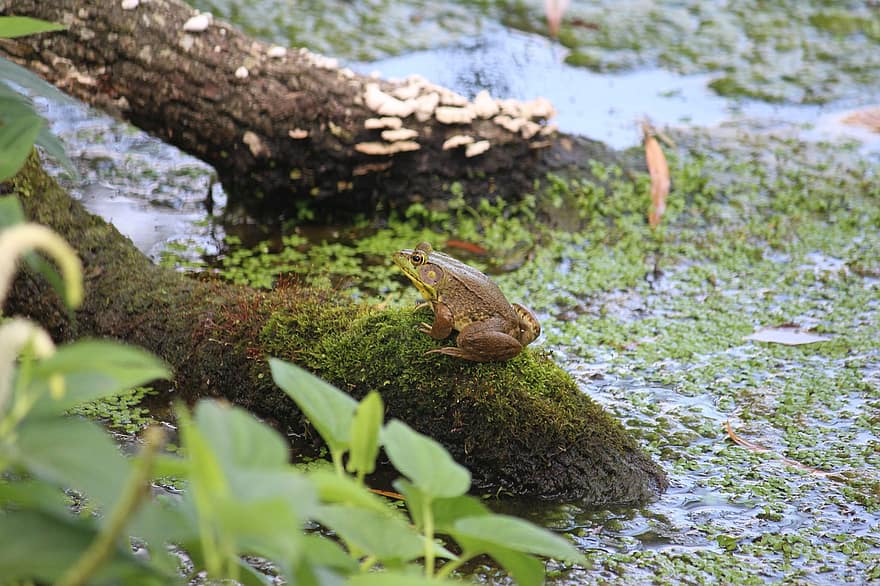 frosk, sump, Bullfrog, amfibier, natur, dam, padde, grønn, slimete, kvekke, froggy
