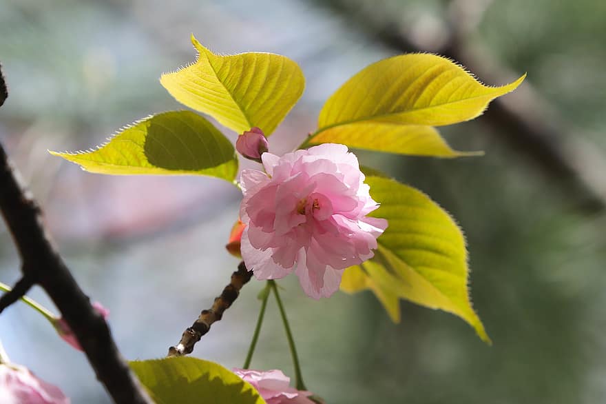 Flores de cerezo, las flores, primavera, Flores rosadas, sakura, floración, flor, rama, árbol, naturaleza