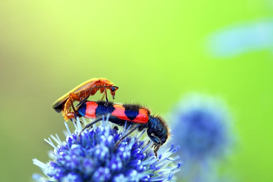 scarabée, insectes, entomologie, bogues, fleur, chardon