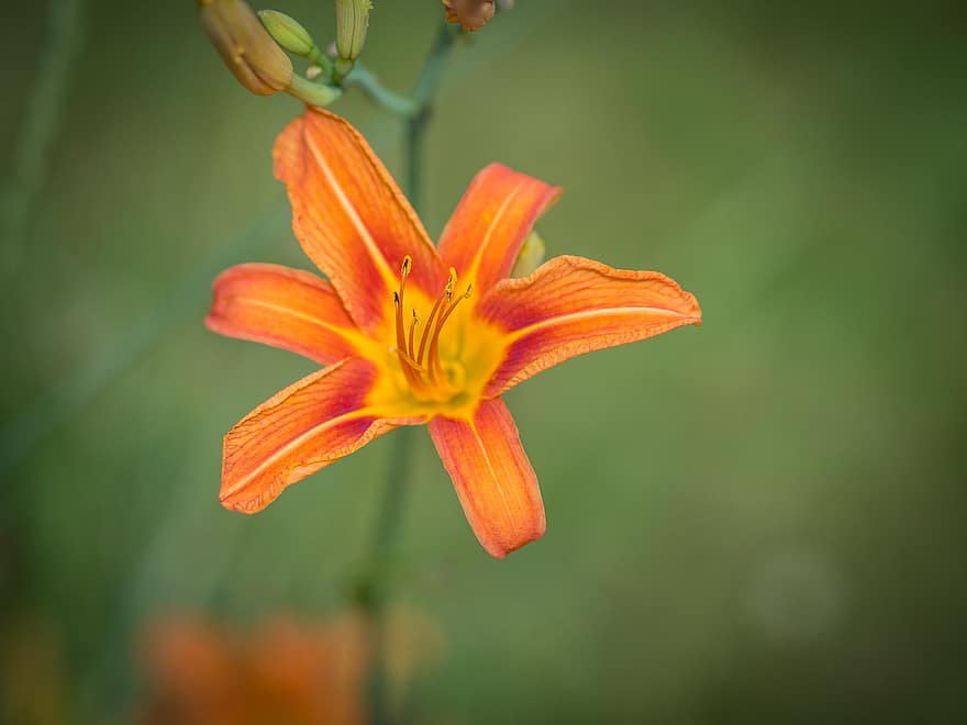 Flower, Pollen, Orange, Tiger Lily, Nature, Blossom, Plant, Lily, Pollination, Petals, Yellow