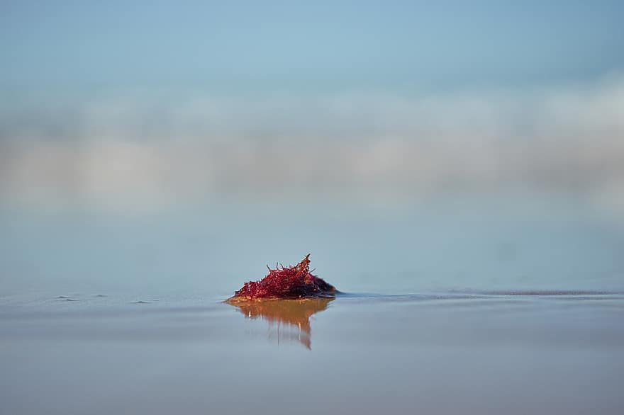 Rode algen, zee, kust, water, reflectie, oceaan, natuur