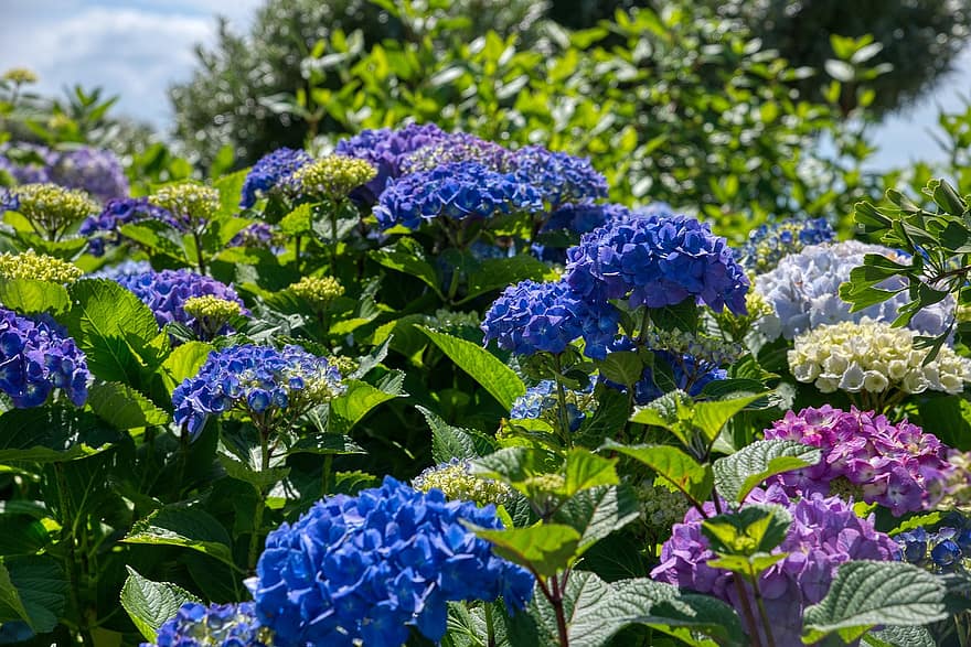 あじさい、花序、観賞用低木、青、紫の、フラワーズ