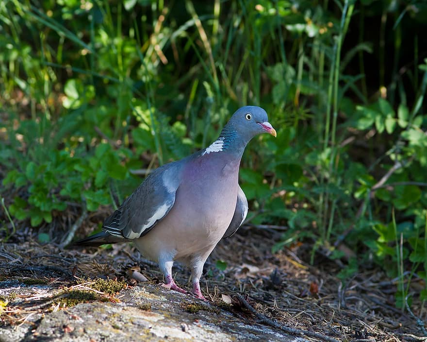 Wood Pigeon, Pigeon, Bird, Wild Animals, Feather, Plumage, Cam, Feathers, Forest, Nature, Wild Animal