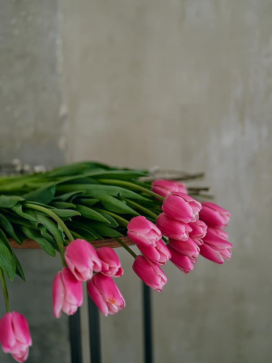 チューリップ、フラワーズ、ピンクの花、春の花、花びら、ピンクの花びら、咲く、花、工場、鮮度、フラワーヘッド