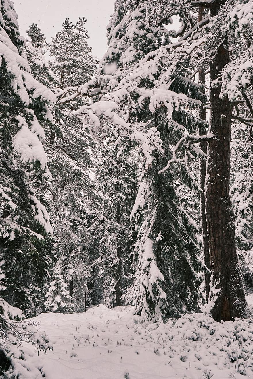 sneeuw, Bos, bomen, pad, spoor, pijnboom, coniferen, besneeuwd, koude, vorst, bevroren