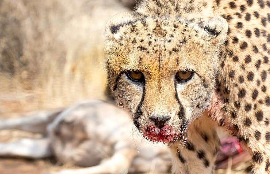 ghepard, Africa, namibia, pisică, pradă, vânătoare, sânge