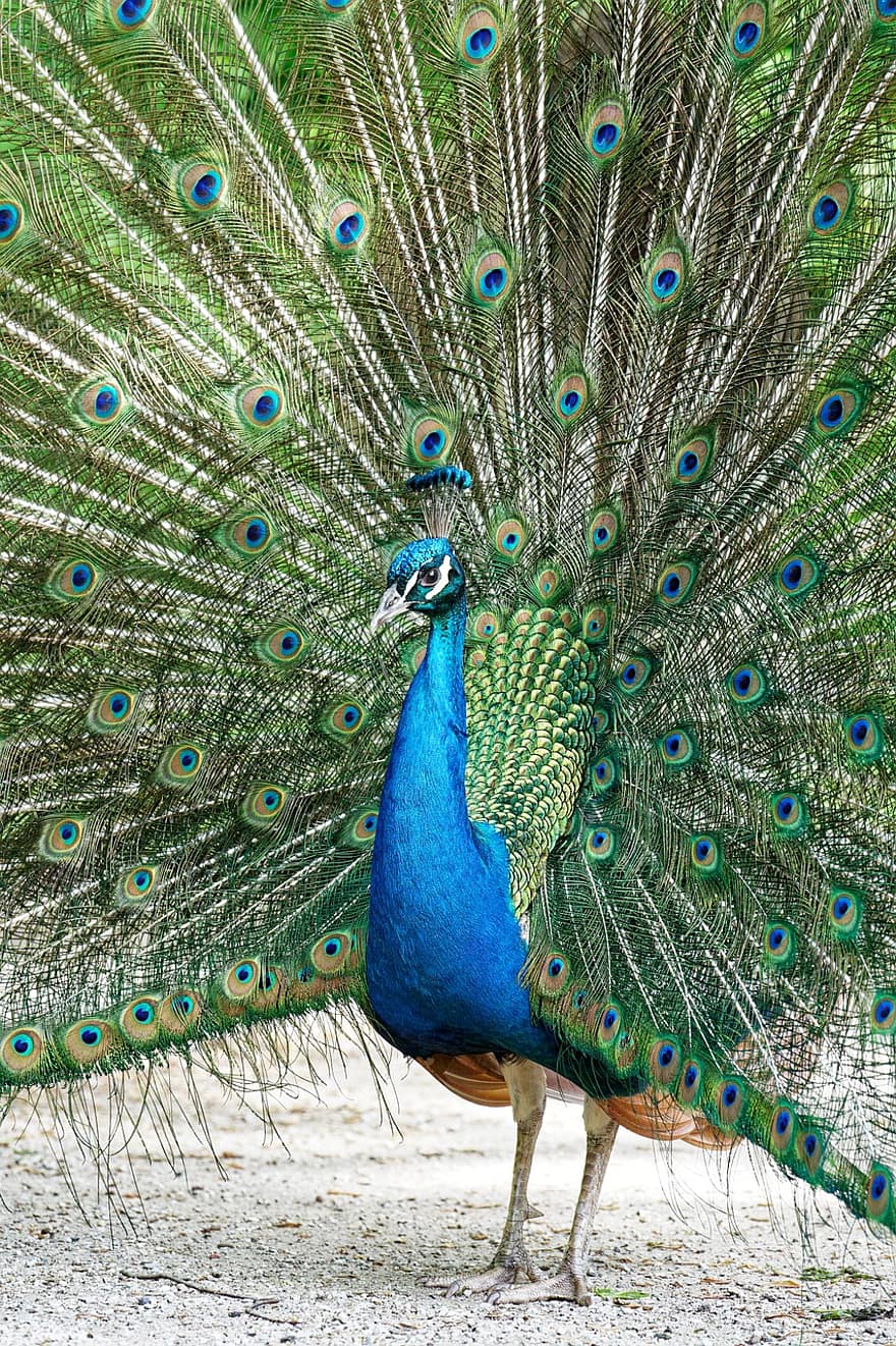 Peafowl, Peacock, Bird, Feathers, Pattern, Design, Peacock Feathers, Plumage, Exotic Bird, Ave, Avian