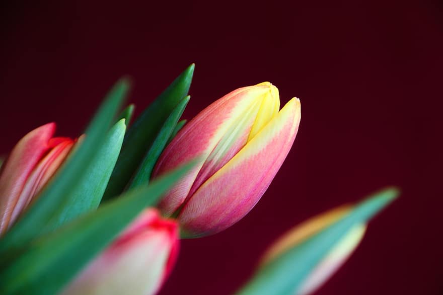 fleur, tulipes, Floraison, printemps, saison, plante, la nature, pétales